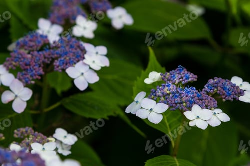 Preview: Hortensia (Lat. Gydrangea Serrata) Full Blossom In The Summer Garden. Decorative Flowering Shrubs