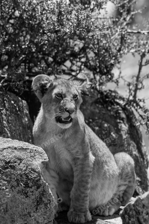 Preview: Lion Cub In The Maasai Mara National Park, Kenya