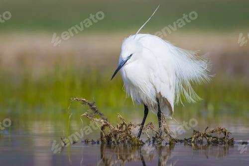 Preview: Beautiful White Heron. Colorful Water Habitat Background. Bird: Little Egret Egretta Garzetta.