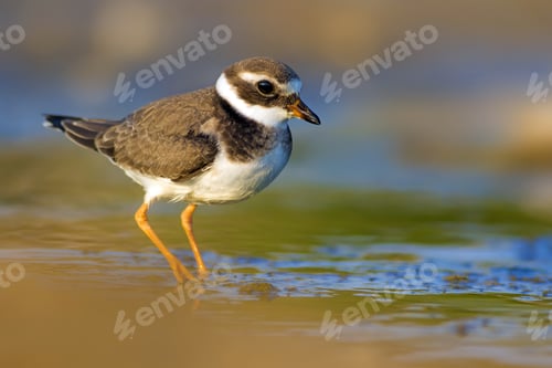 Preview: Nature And Bird. Cute Little Water Bird. Colorful Nature Background. Bird: Common Ringed Plover.