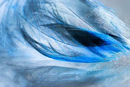 Preview: Colorful Rooster Feather With Details And Reflexions