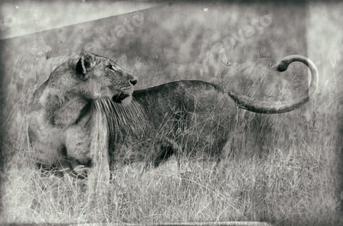 Preview: Vintage Style Black And White Image Of An African Lion In The Lake Nakuru National Park, Kenya