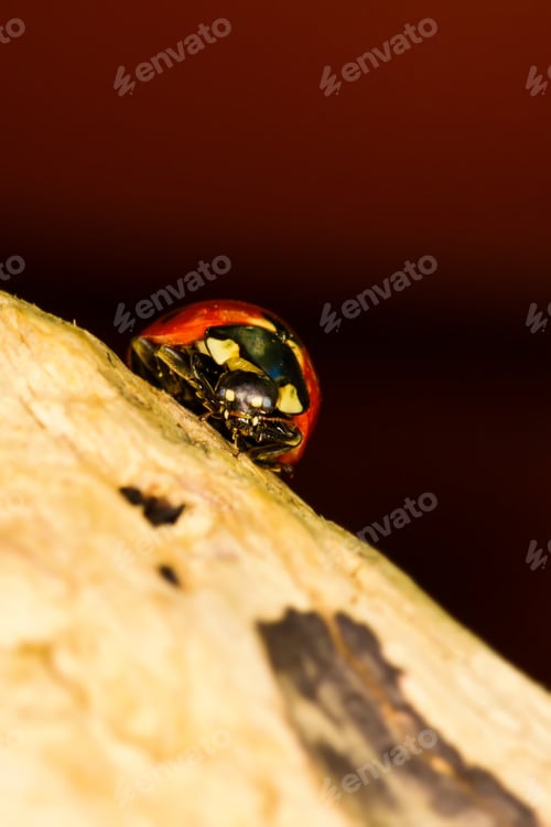 Preview: Cute Animal Ladybird. Natural Background.