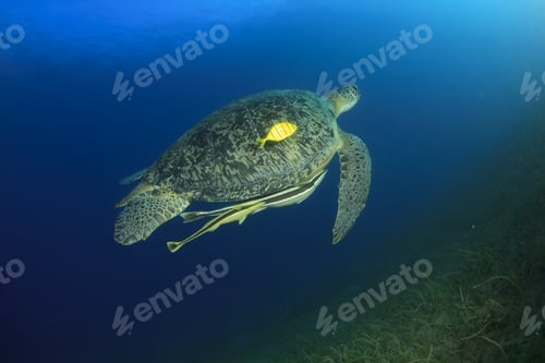 Preview: Green Sea Turtle (Chelonia Mydas)