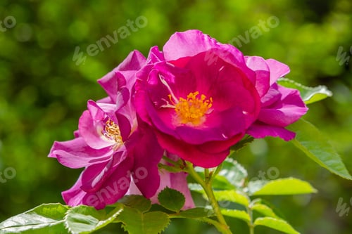 Preview: Lovely Pink Or Purple Flowers Of Wild Rose In The Garden. Rose Flowers On A Natural Background.