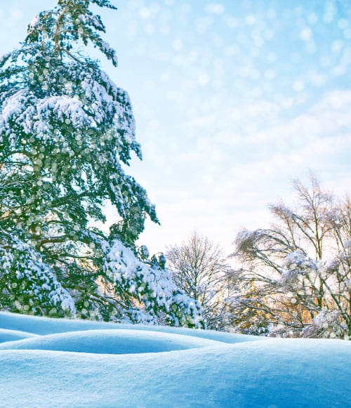 Preview: Frozen Winter Forest With Snow Covered Trees.
