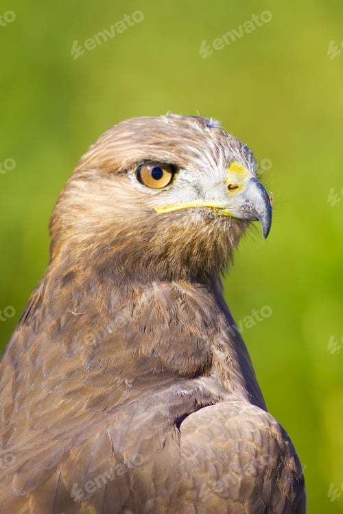 Preview: Bird Of Prey. Buzzard Portrait. Green Nature Background. Bird: Long Legged Buzzard. Buteo Rufinus.
