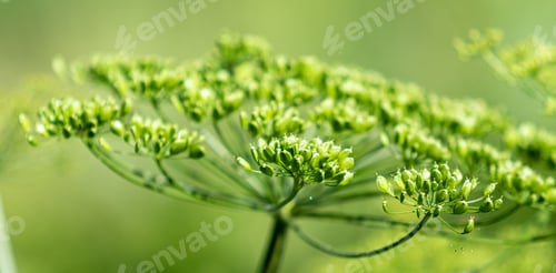Vista previa: Wild Celery, Beautiful Green Flowers, Nature.