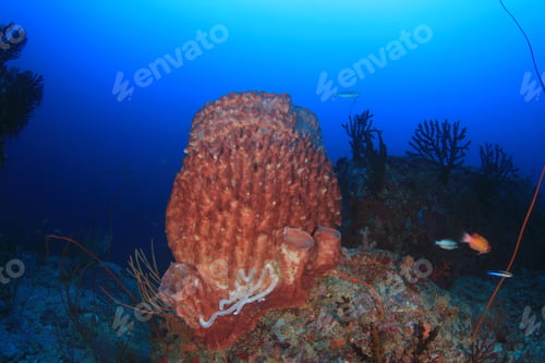 Preview: Barrel Sponge Coral Reef Indian Ocean Thailand