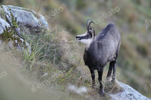 Preview: Chamois (Rupicapra Rupicapra) Vosges Mountains, France