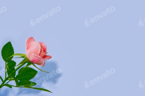 Preview: Bright Colorful Flower Rose. Natural Floral Background.