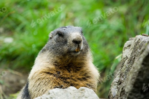 Preview: Closeup Portrait Of A Cute Marmot