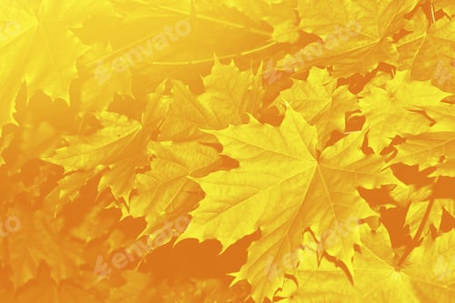 Preview: Autumn Landscape With Bright Colorful Foliage. Indian Summer. Leaves