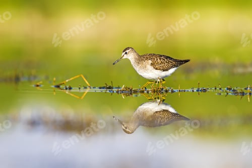 Preview: Water And Waterbird. Colorful Nature Background. Natural Habitat Scene.