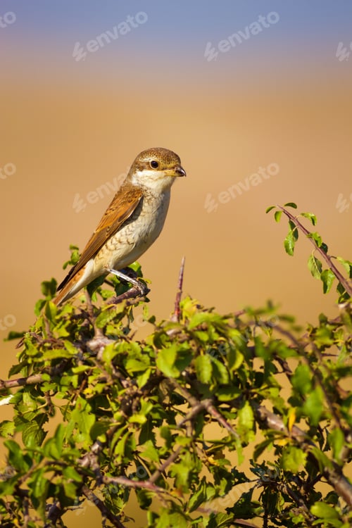Preview: Red Backed Shrike / Lanius Collurio