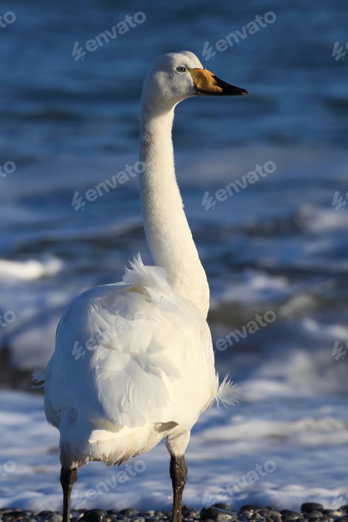 Preview: Whooper Swan (Cygnus Cygnus) Helgoland Germany