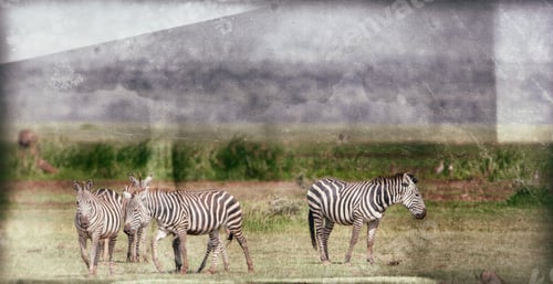 Preview: Zebras In The Lake Manyara National Park, Tanzania