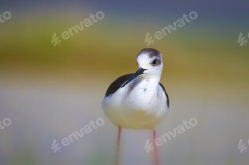 Preview: Black Winged Stilt. Himantopus Himantopus. Colorful Nature Background.