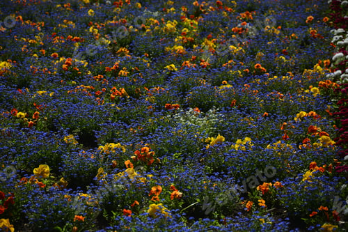 Preview: Colorful Decorative Flowers In The Park