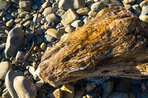 Preview: Driftwood, Washed Up By The Sea On A Pebble Beach On A Warm Summer Day