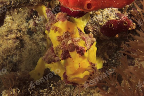 Preview: Clown Frogfish (Anglerfish)