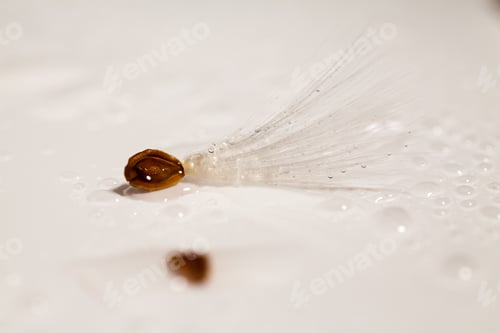 Preview: Abstract Composition With Dried Plants Seeds. Looks Like Dandelion Seeds