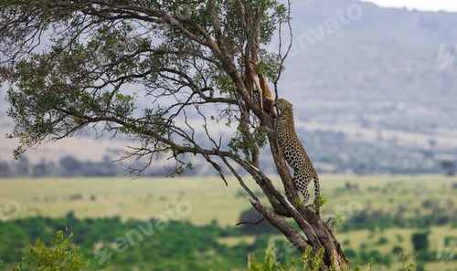 Preview: Wild Leopard On A Tree With Its Prey, An Impala Antelope In The Maasai Mara National Park, Kenya