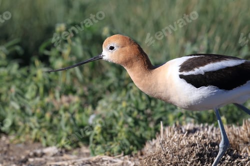 Preview: American Avocet Oregon Usa