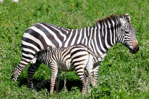 Preview: Zebras In The Ngorongoro Crater, Tanzania