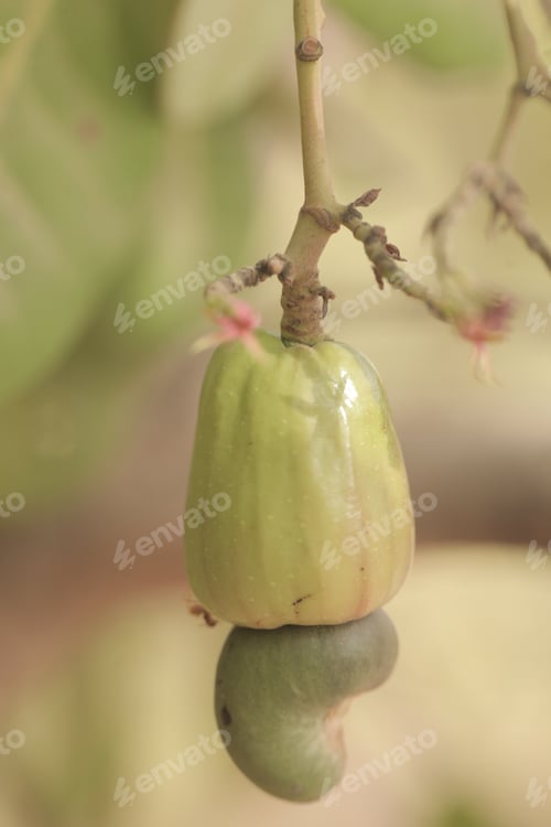 Preview: Nature Detail - Vertical Macro Photography Of A Single Cashew Nut In Green Shell, With A Green