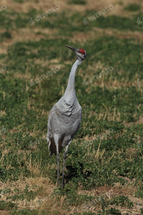 Preview: Sandhill Crane Bosque Del Apache Wildlife Reserve New Mexico Usa