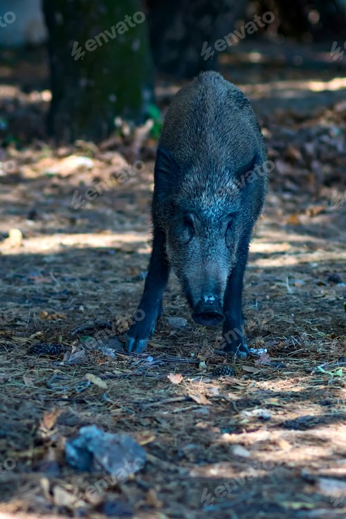 Preview: Wild Boar. Nature Forest Background.