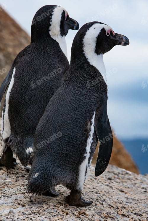 Preview: Pair Of African Penguins (Spheniscus Demersus), Simon'S Town, Western Cape, South Africa