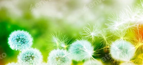 Preview: Fluffy Dandelion Flower Against The Background Of The Summer Landscape.