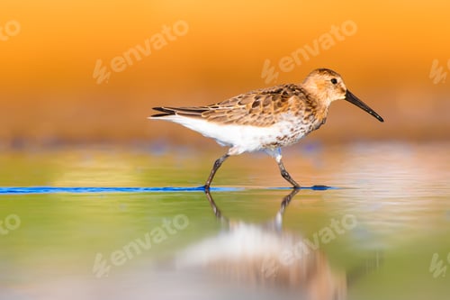 Preview: Cute Water Bird. Yellow Blue Nature Background.
