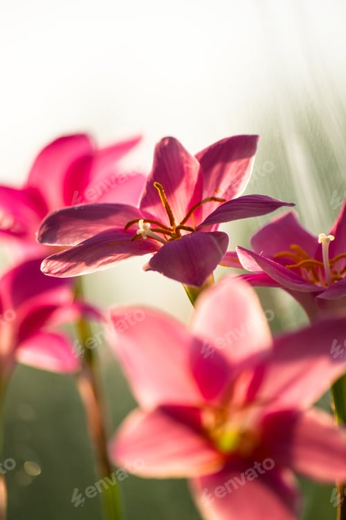 Preview: Decorative Pink Flower Rain Lily Zephyranthes Grandiflora On Blurred Background Closeup