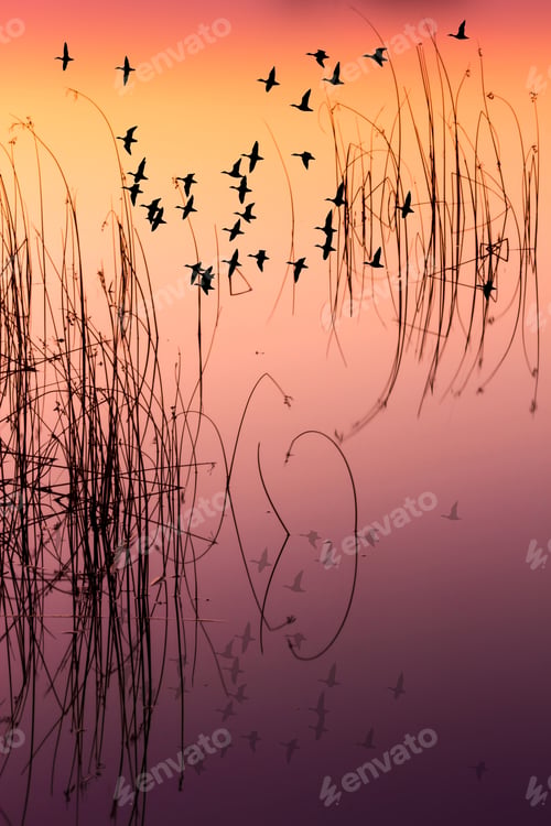 Preview: Birds Are Flying In The Sky. Colorful Water Reflection Background.