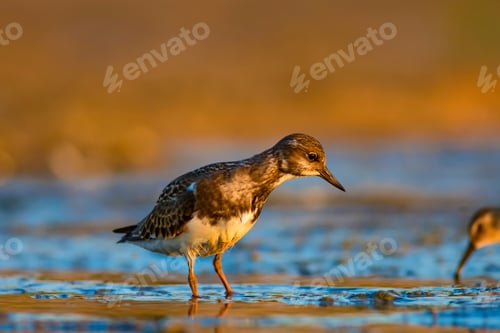 Preview: Water Bird Turnstone. Nature Background. Bird: Ruddy Turnstone. Arenaria Interpres