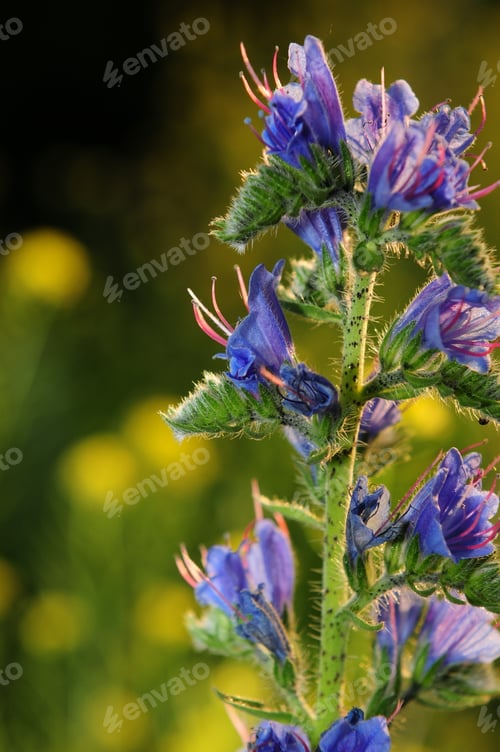 Preview: Viper'S Bugloss (Echium Vulgare)