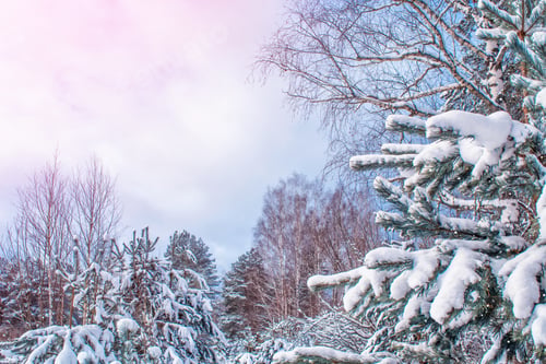 Preview: Frozen Winter Forest With Snow Covered Trees.