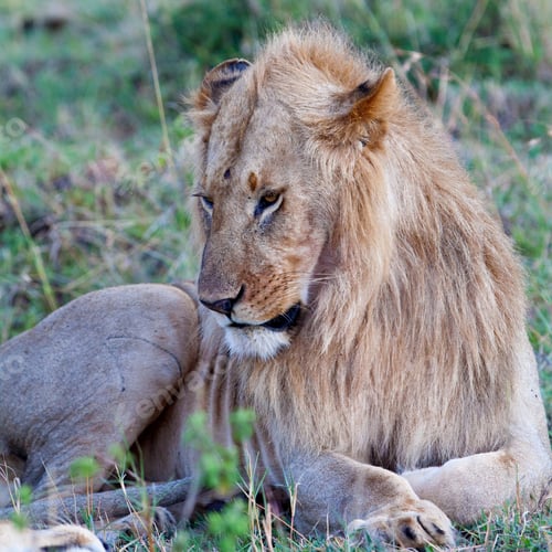 Preview: Male African Lion In The Maasai Mara, Kenya
