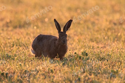 Preview: European Brown Hare (Lepus Europaeus)