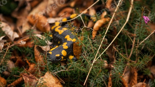 Preview: Salamander In The Forest