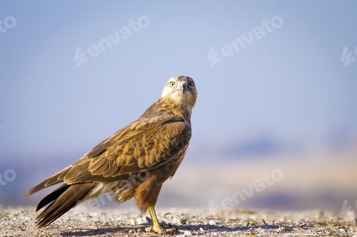 Preview: Wild Bird Hawk. Blue Sky Background Long-Legged Buzzard. Buteo Rufinus.