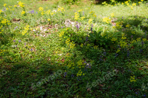 Preview: Yellow Blossoms