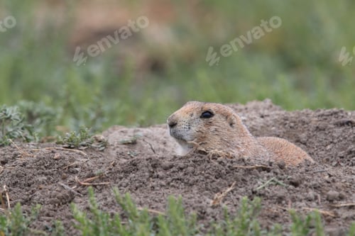Preview: Black Tailed Prairie Dog, First Peoples Buffalo Jump State Park Montana