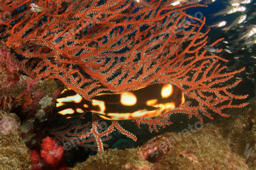 Preview: Juenile Sweetlips Fish