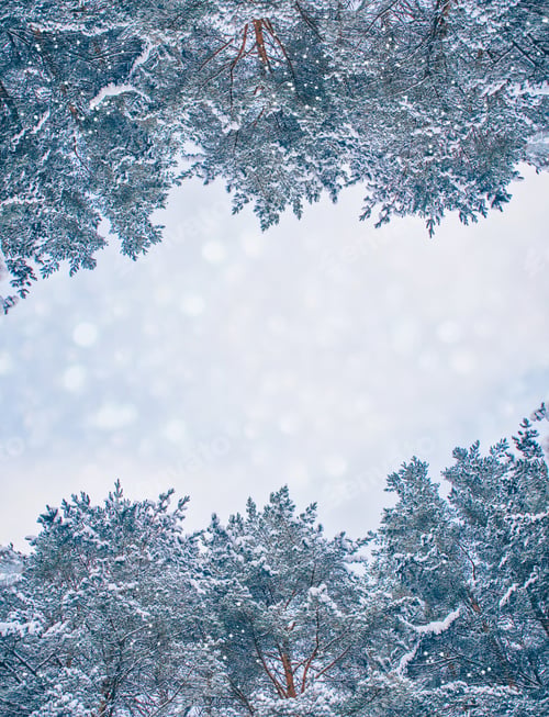 Preview: Frozen Winter Forest With Snow Covered Trees.