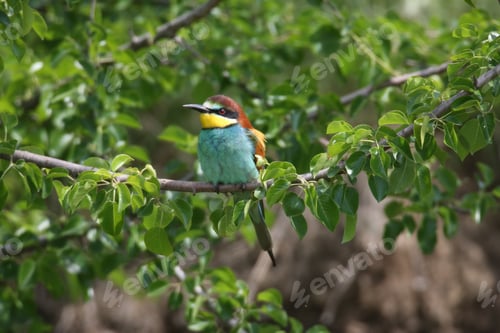 Preview: European Bee-Eater (Merops Apiaster) Germany (East)