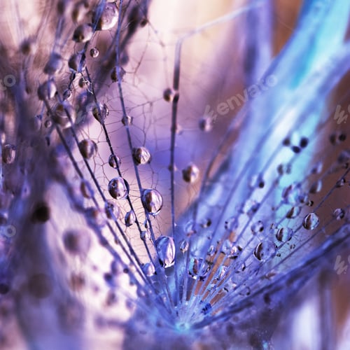 Preview: Dandelion Seeds With Water Drops On Colorful Background
